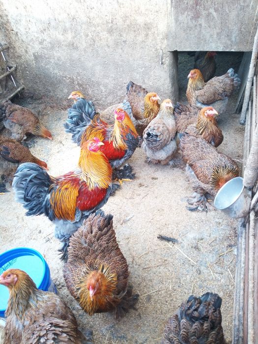 Oua Brahma pentru incubat