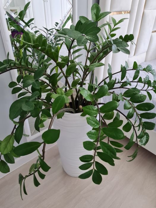 Цветы для дома замиокалькус