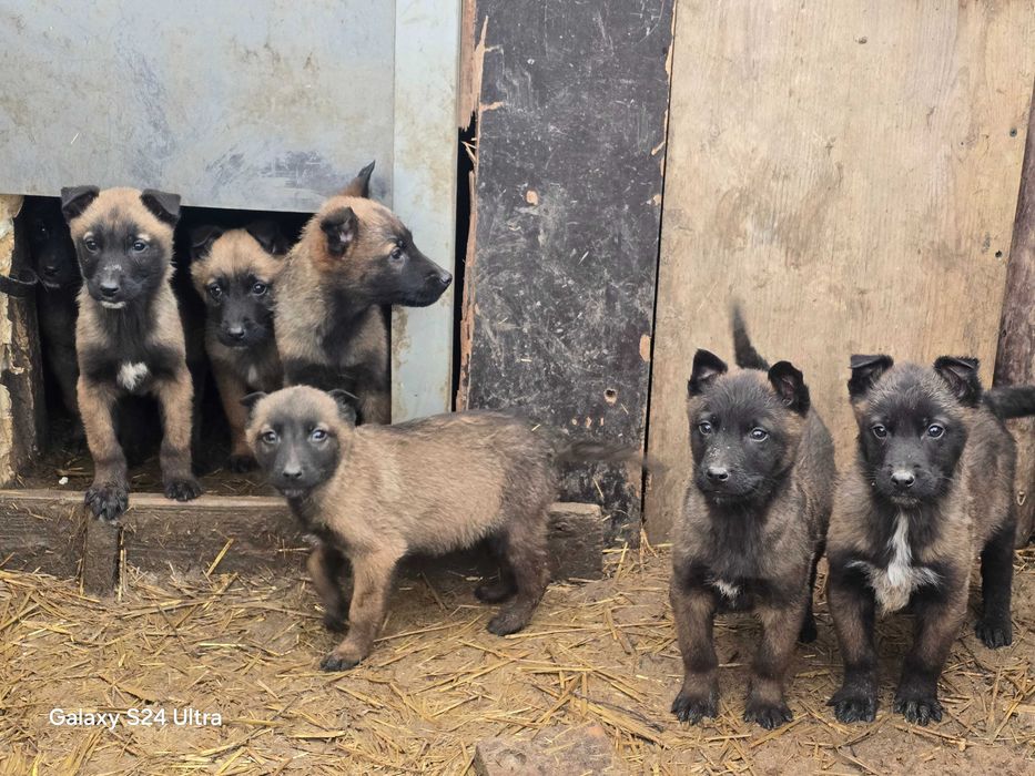 Бебета Белгийска овчарка