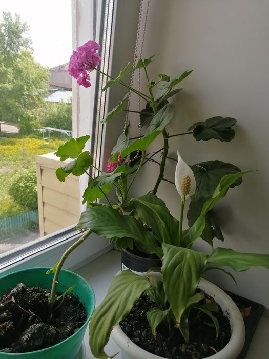 Драценна, женское счастье, герань