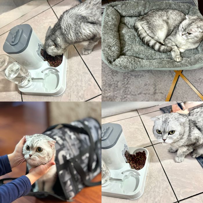 Шотландское Вислоухая