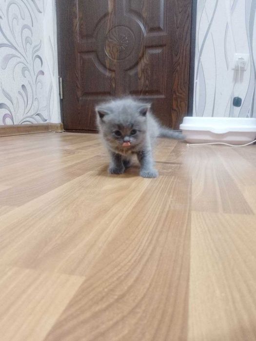 Продаются чистокровные шотландские котята девочки скоттиш страйт