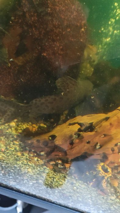 Аквариумные рыбы