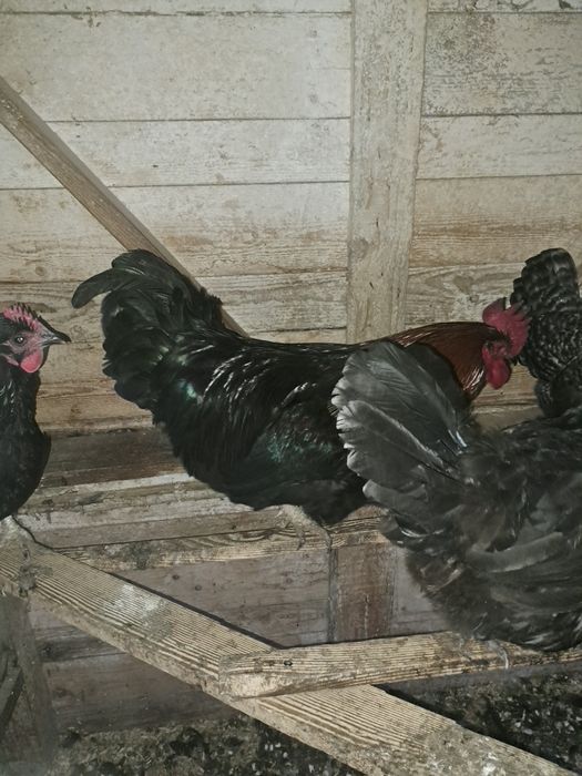 Vand 1cocosi marans!