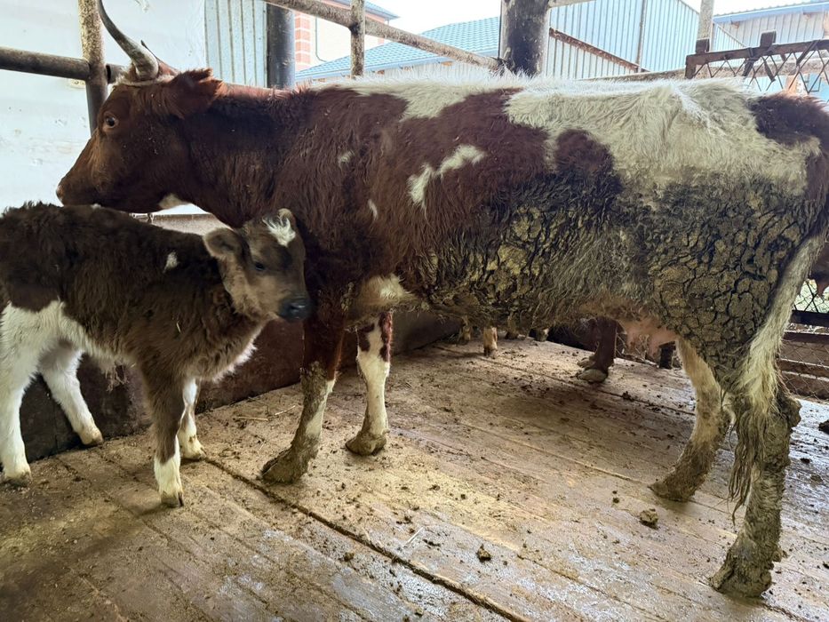 Сары ала Екінші тума Қашар