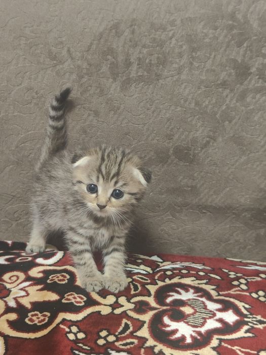 Продам 3-х котят