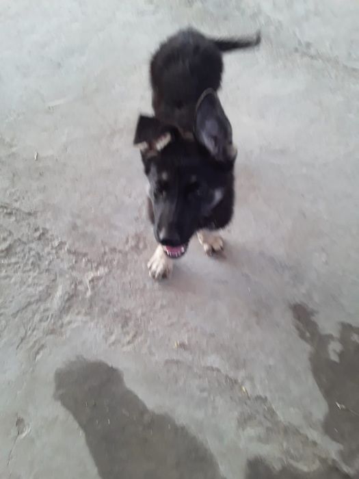 Европейская овчарка