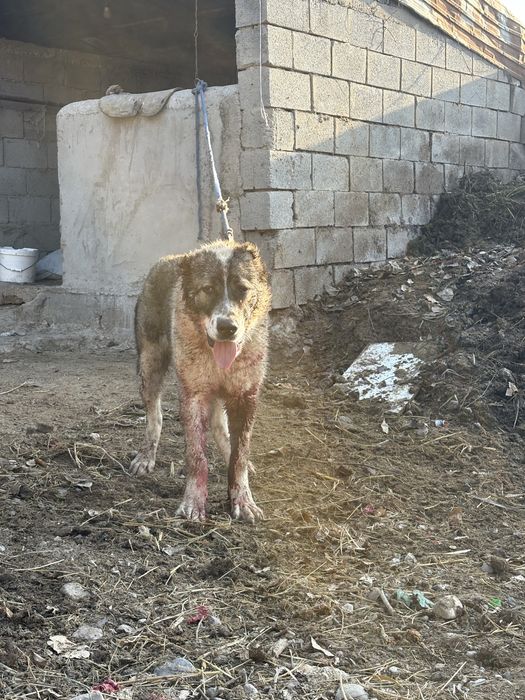 Таза алабай еркек сатылады 8  айлыұ