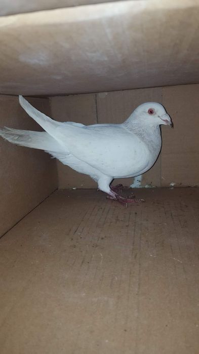 Voiajori de vânzare