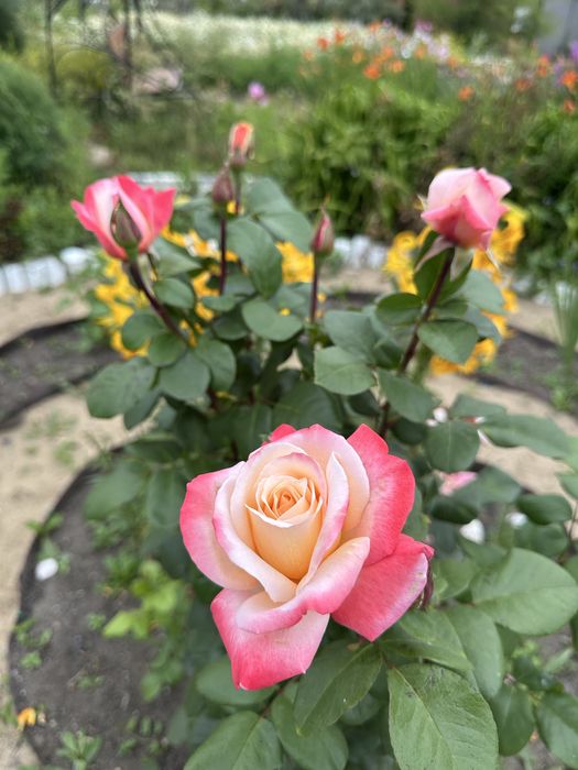 Продам дачу в хорошем незатапливаем районе, в черте города