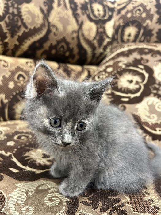 Котята ищут любящих хозяев.