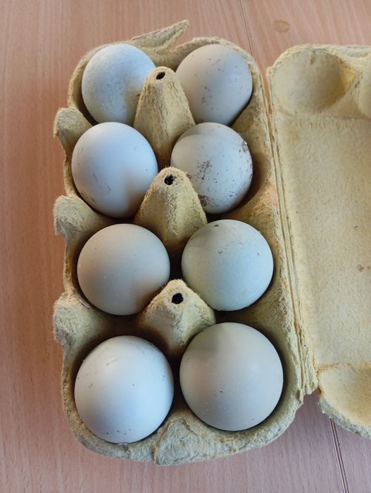 Ouă verzi Ameraucana