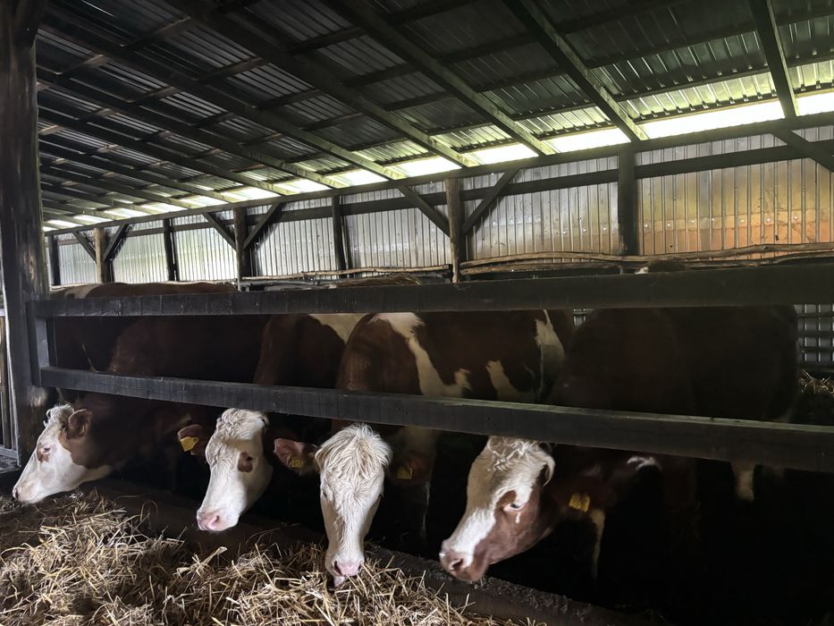 Vand 10 juninci si 1 taur