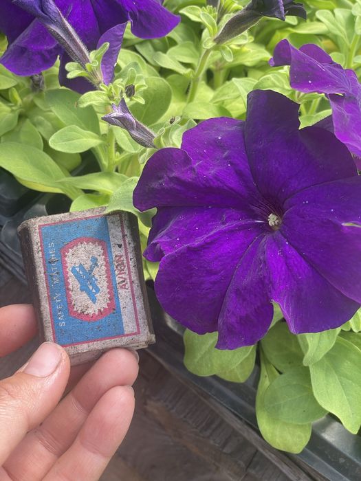 Рассада петуния тайшан тагетес