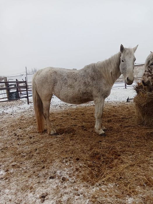 Продам кобыл жерёбые