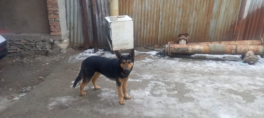 Продается собака