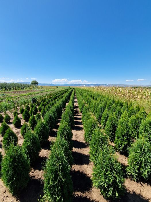 Tuya Occidentalis Columnara (tuya columnară)