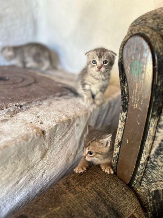 Оддам котят шотладский вислоухи