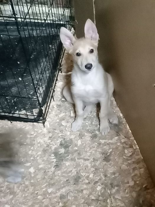 Отдам в добрые руки