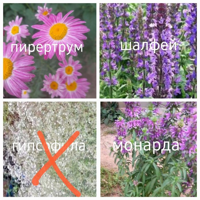 Продам многолетние цветы
