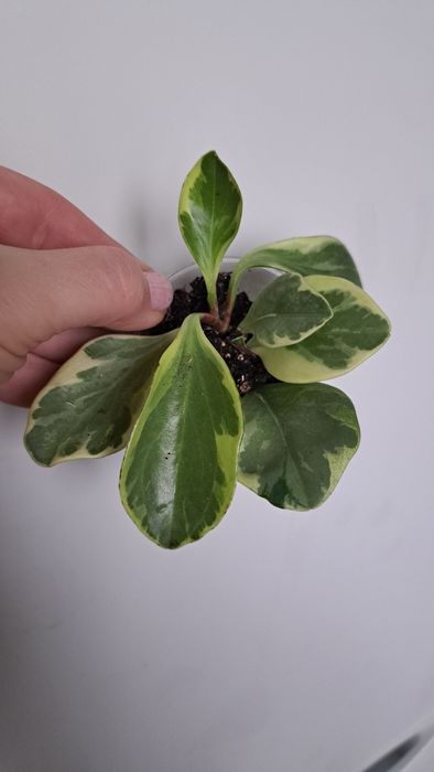 Продам пеперомию вариегатную