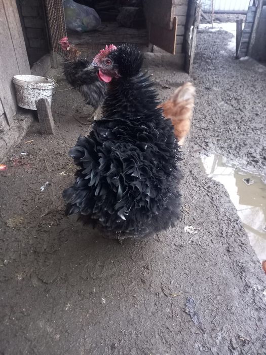 Куры пародистые продам