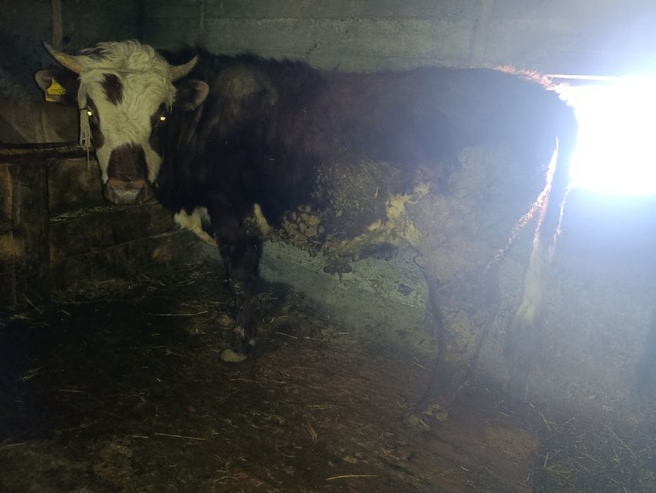 Бычки есть на продажу