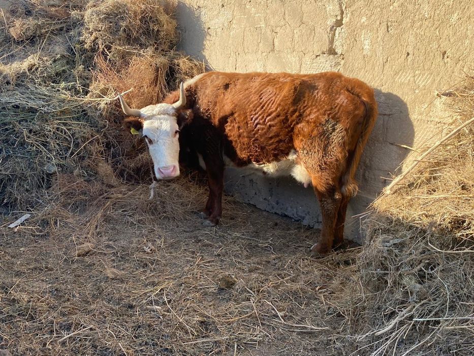 Бұзаулы сиыр сатылады.