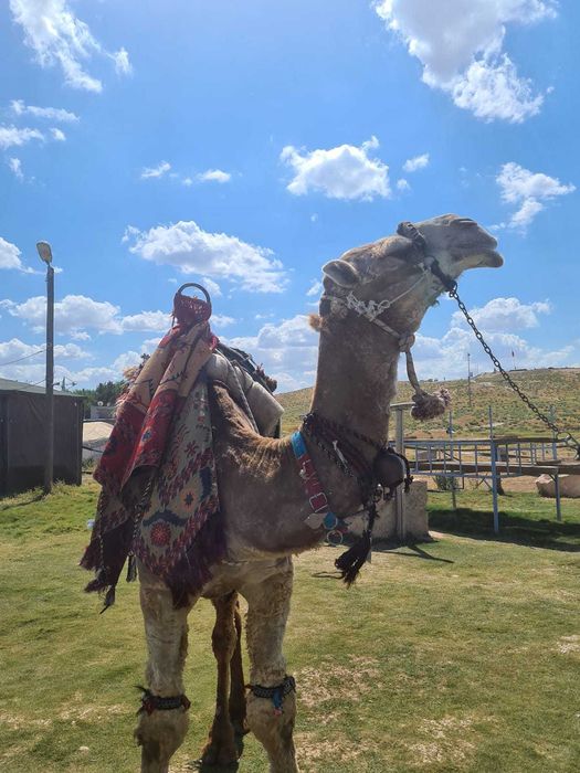 Excursie culturala Urfa Turcia orașul magnific al istoriei și culturii