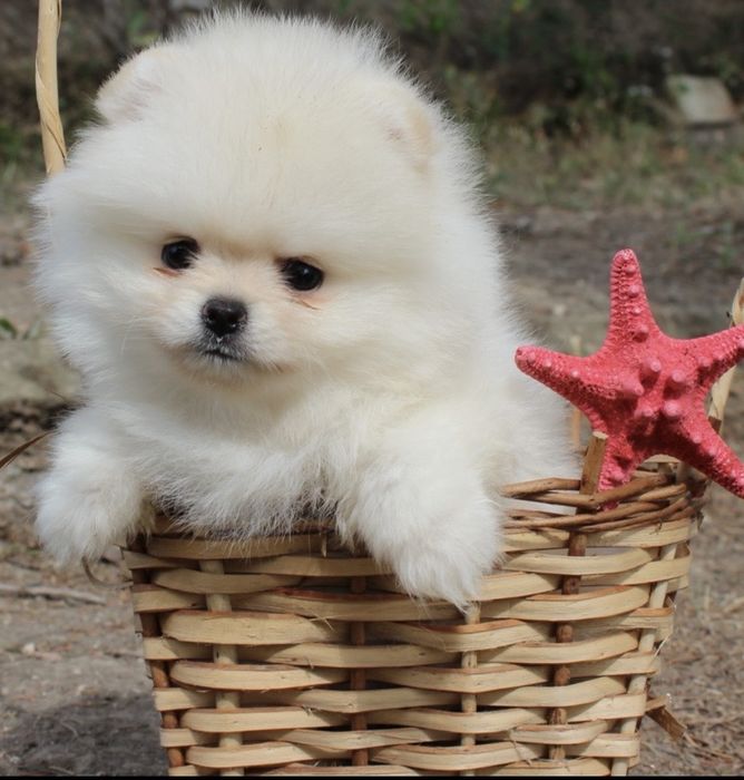 Померани мини мечета