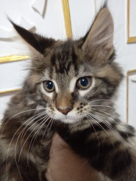 Продам котят мейн-куна!