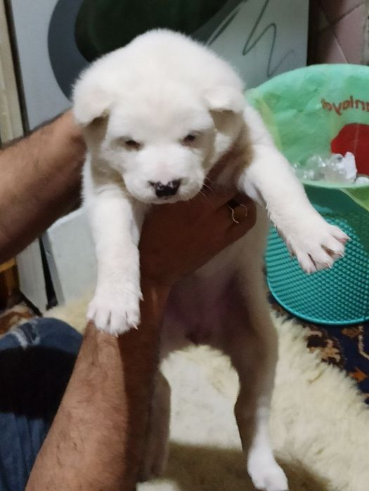 Шеночки алабаев чистокровные