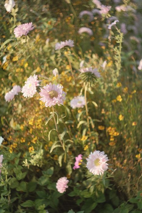 Объектив Гелиос 44-2