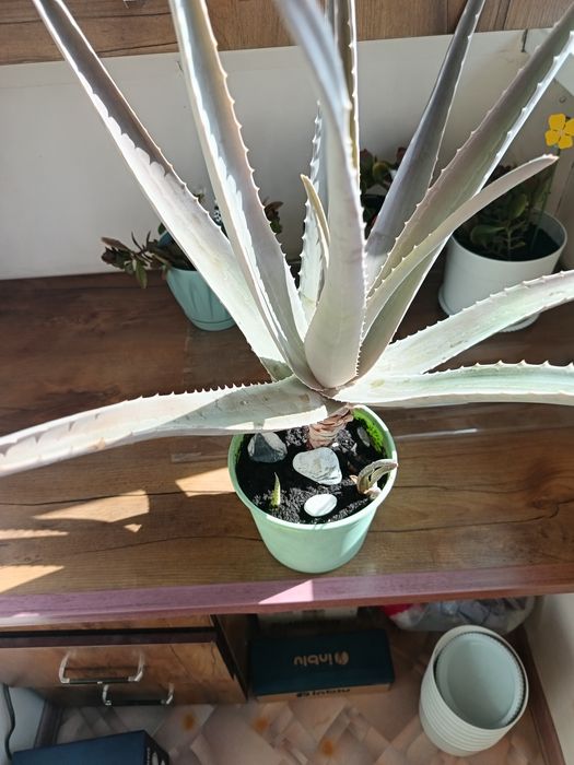 Продам алое вера