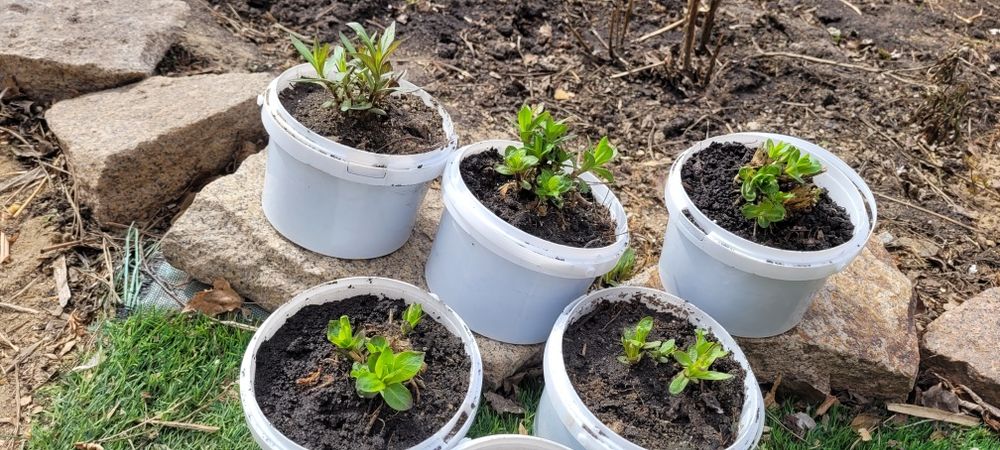 Флоксы Смородина Приморский чемпион