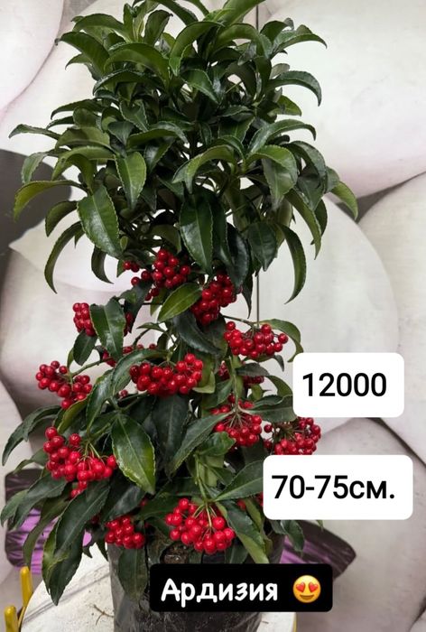 Комнатные растение