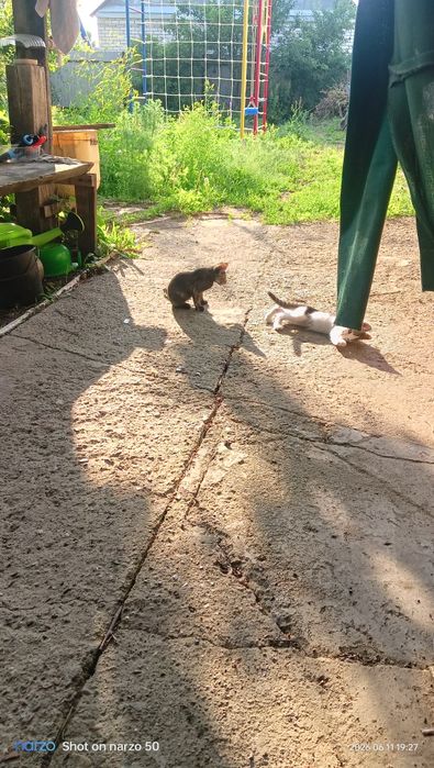 Отдам котят даром!