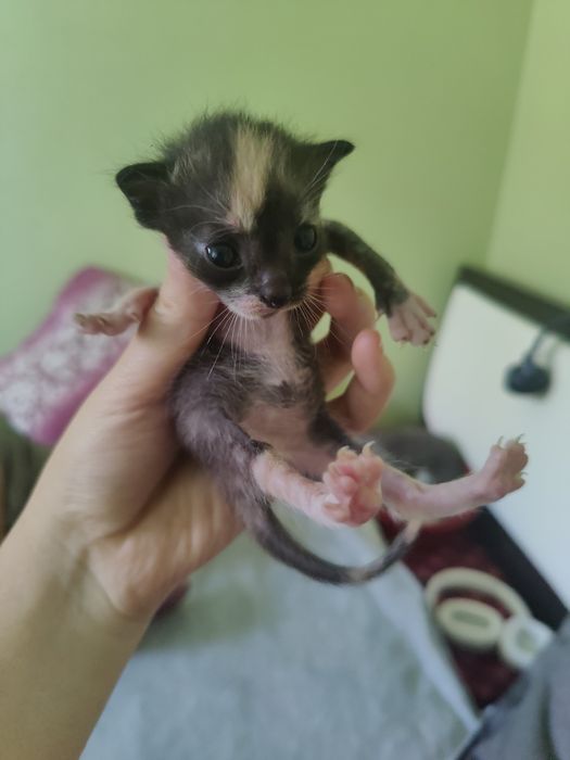Котята бесплатно, 1 мальчик, 2 девочки
