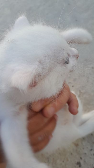 Отдам даром котят