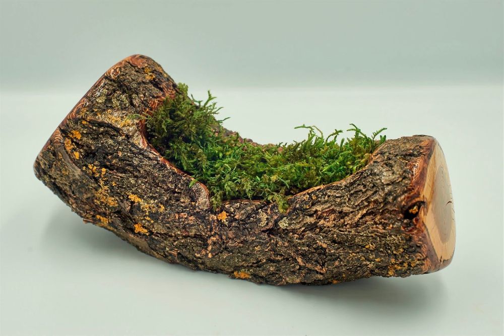 Дърво, аранжирано с горски мъх