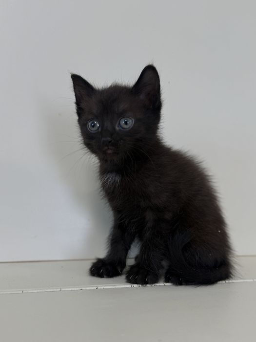 Отдадим котят в добрые руки !!!