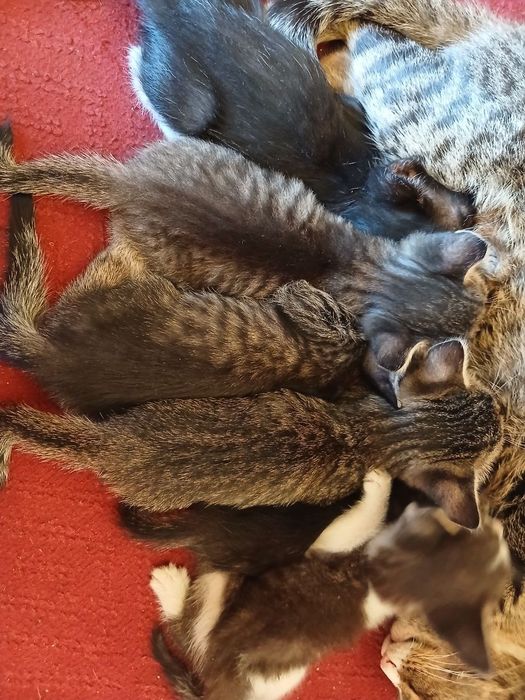 Продаются котята!