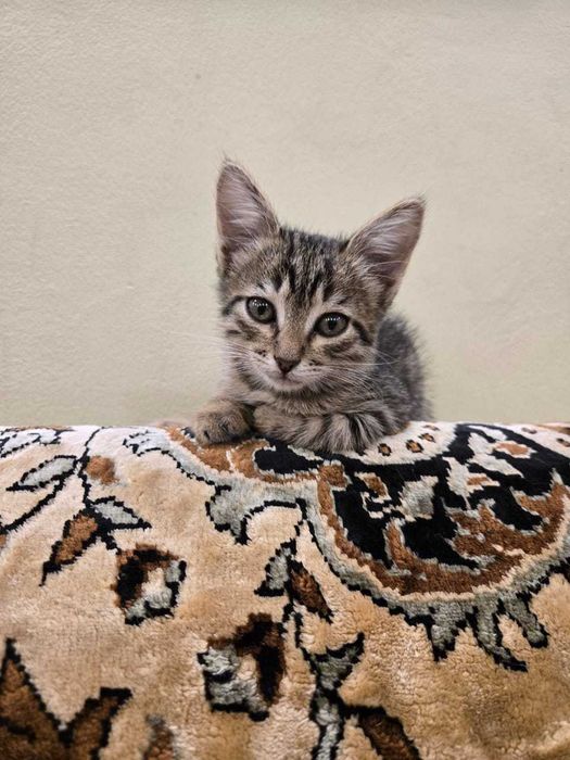 Ваш любимый питомец