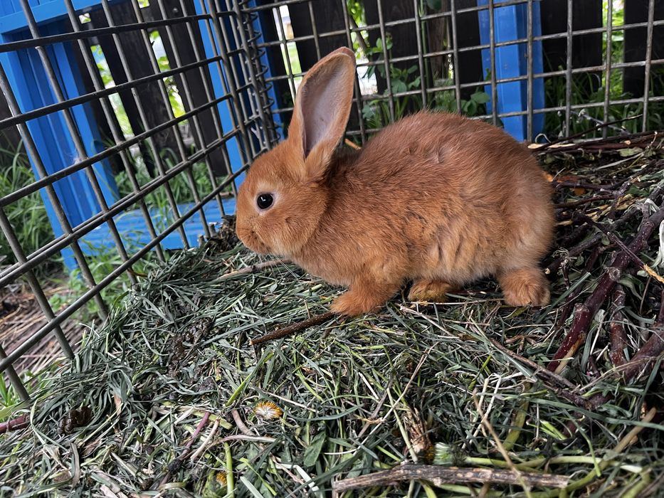 Продам кроликов возраст 2 месяца