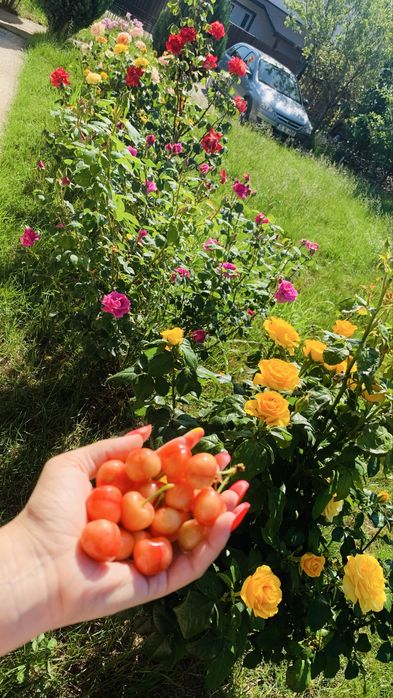 Casă modernă Horpaz | 500 mp teren | 3 dormitoare | Gata de mutare