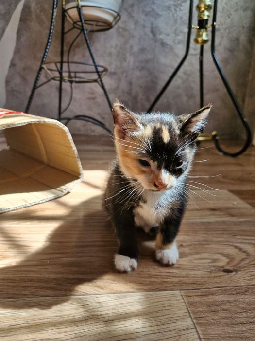 Отдам котят в хорошие руки