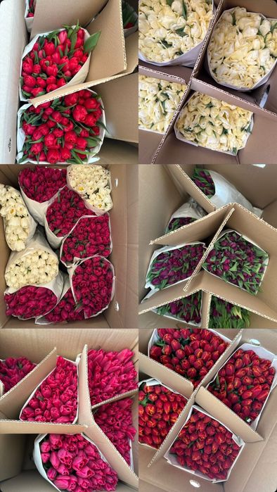 Тюльпаны к 8 марта