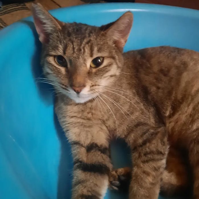 Кошка в добрые руки