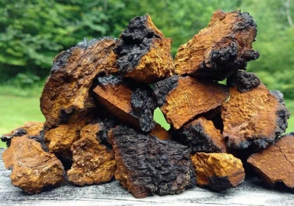 Чага берёзовая из лес СКО
