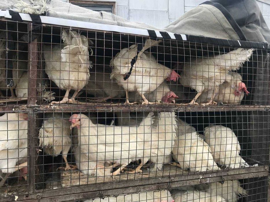 Куры несушки белые